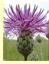 Василек прижаточешуйчатый (Centaurea adpressa Ledeb.) Василек прижаточешуйчатый (Centaurea adpressa Ledeb.)